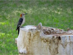 Golden-fronted Woodpecker